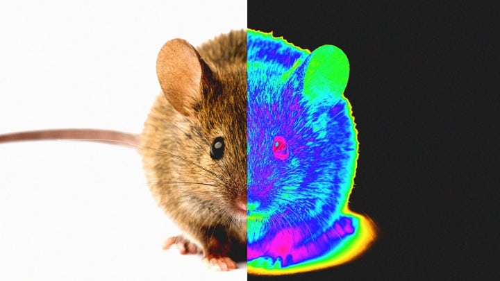 thermal imaging camera for mice