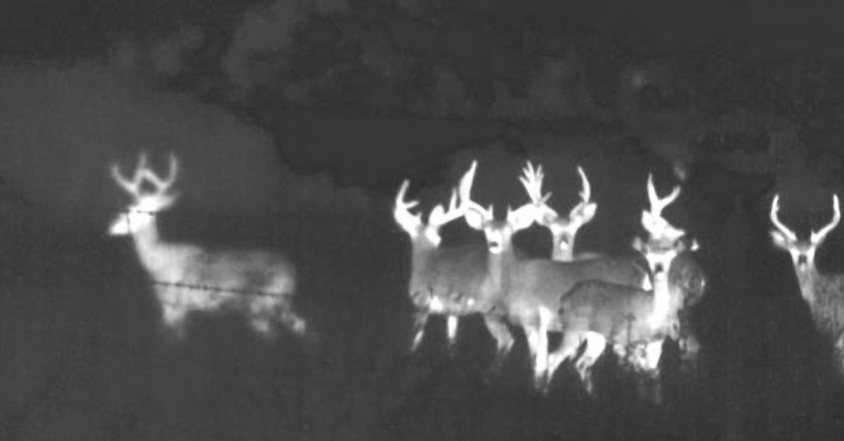 Best Wildlife Thermal Cameras | 2022